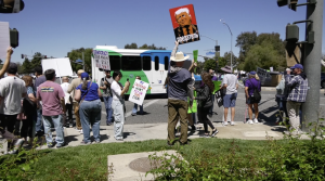 Protesters line the streets at the corner of McBean pkwy and Valencia blvd. In the center of the image a white and green city Bus drives by while a protestor holds up a red anti-Trump